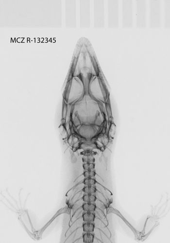 Media type: image;   Herpetology R-132345